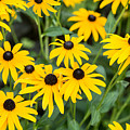 Black-eyed Susan Up Close