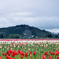 White Pass Highway with Tulips